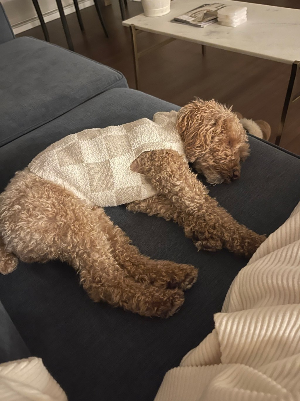 Sweater Weather Style Guide for Your&nbsp;Pet